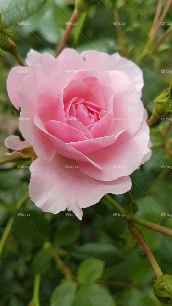 bright pink rose with buds