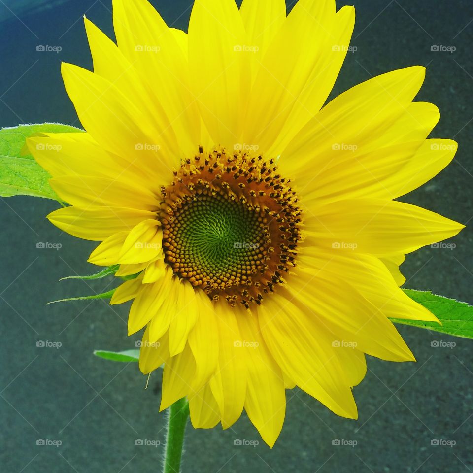 sunflower