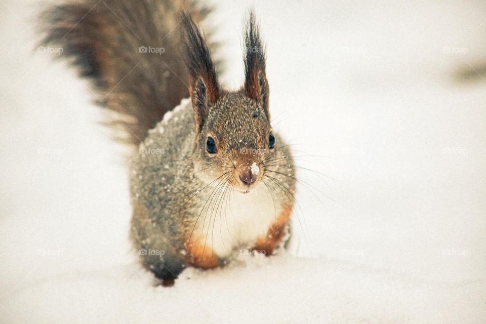 Squirrel beauty