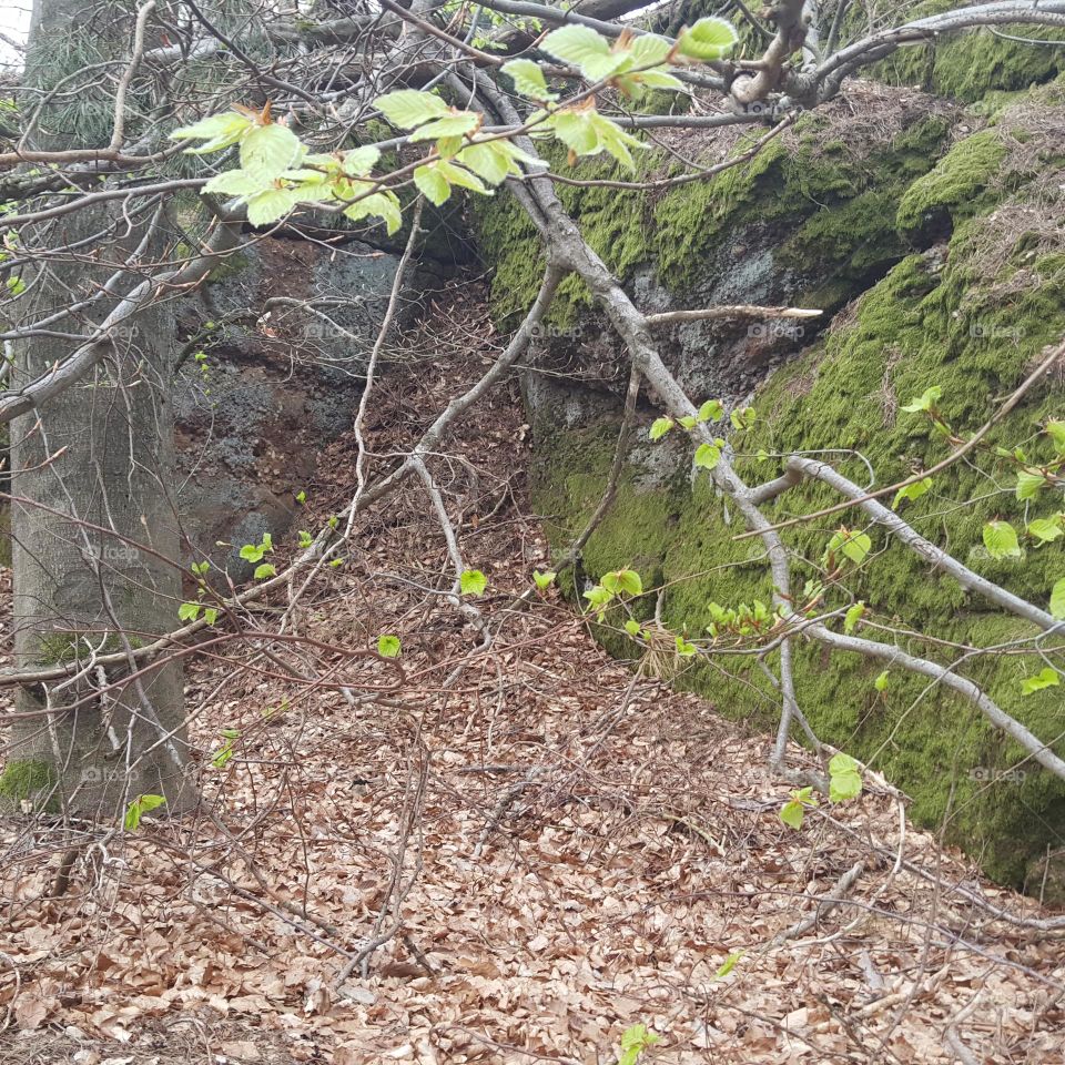 Felsen im Wald 2