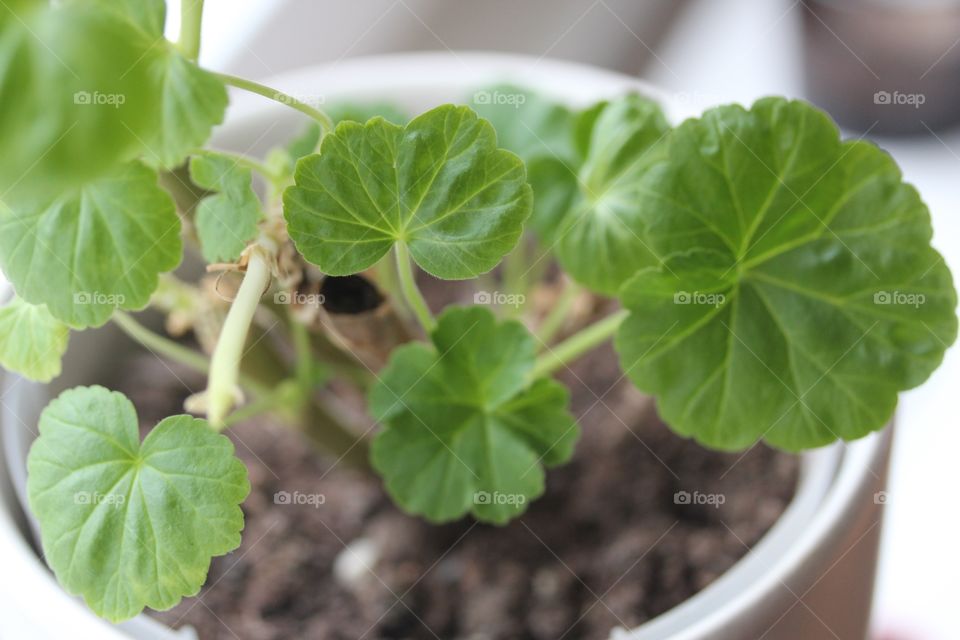 Close-up of plant