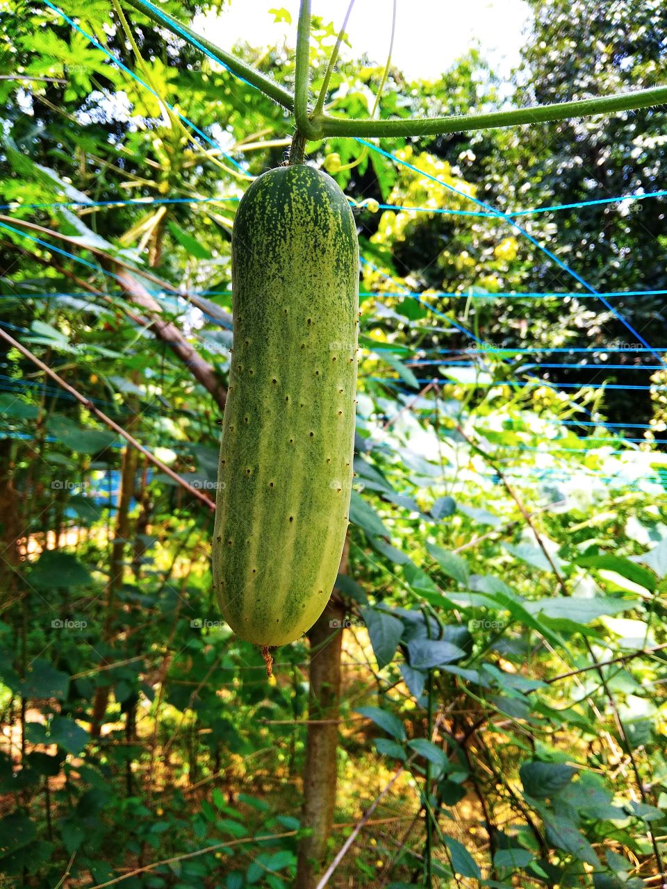 Cucumber is ready to eat.