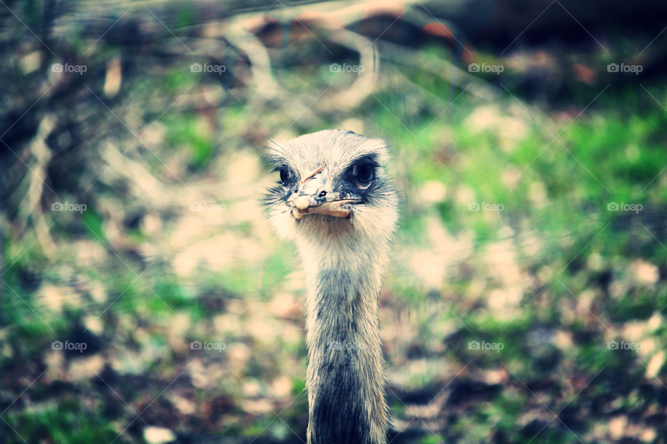 Der aufmerksame Strauss