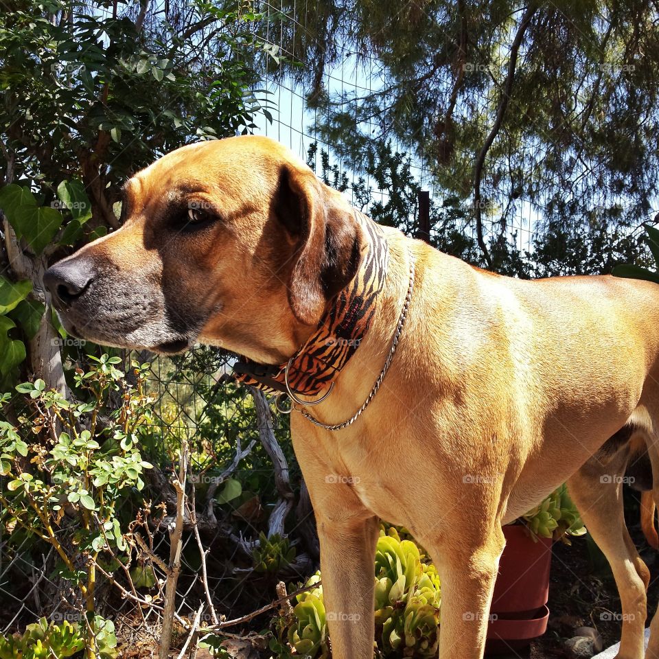 the look of annoyance at having to go walk