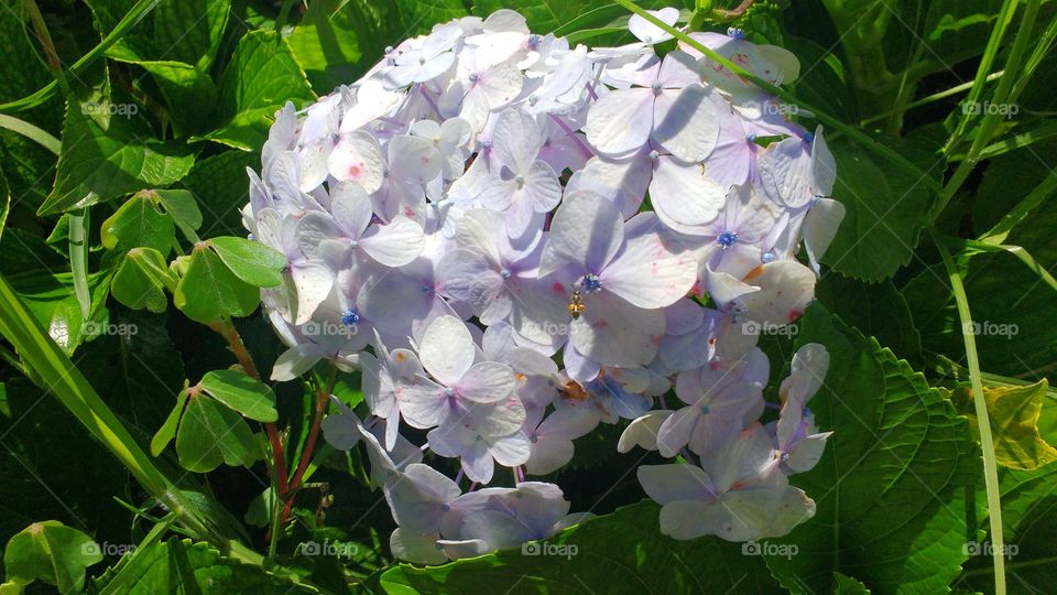 Light Violet flowers
