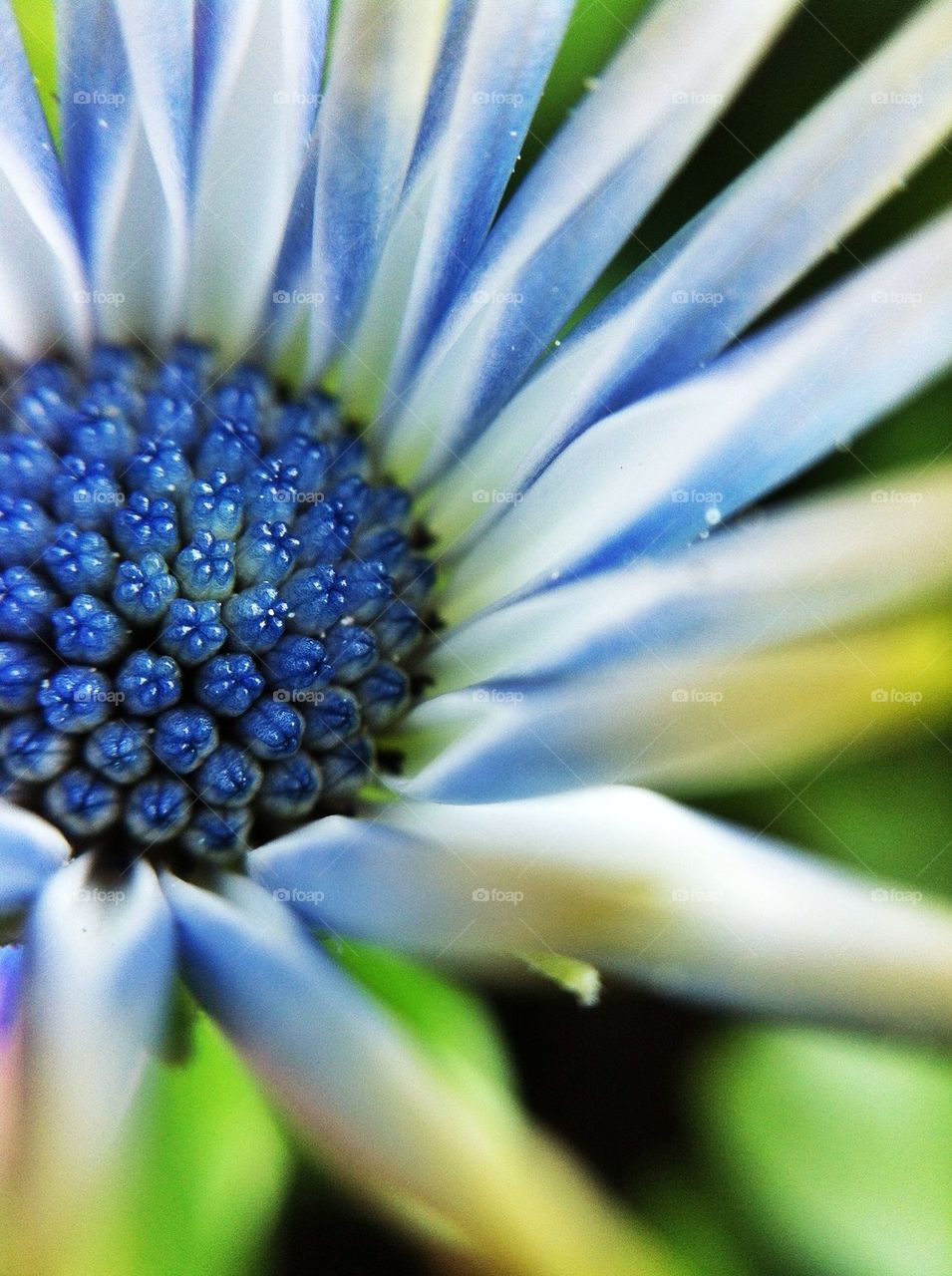 nature flower macro closeup by miss_falcon