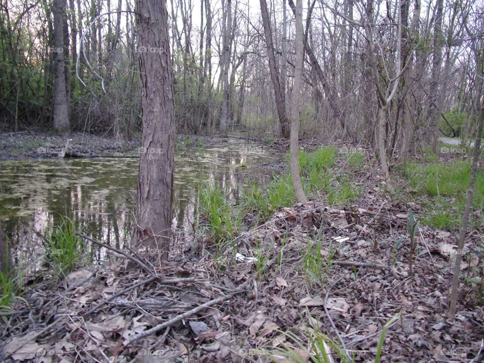 Swampy wooded area