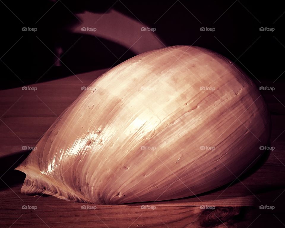 Large pink seashell 