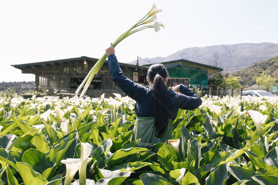 Picking flower in the field 