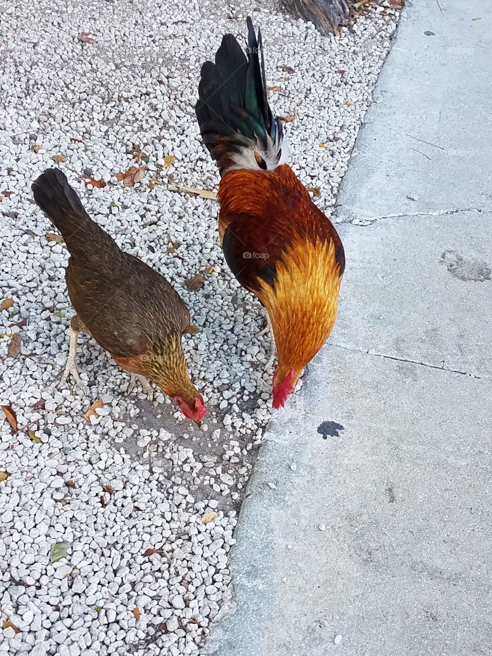 Key West chicken