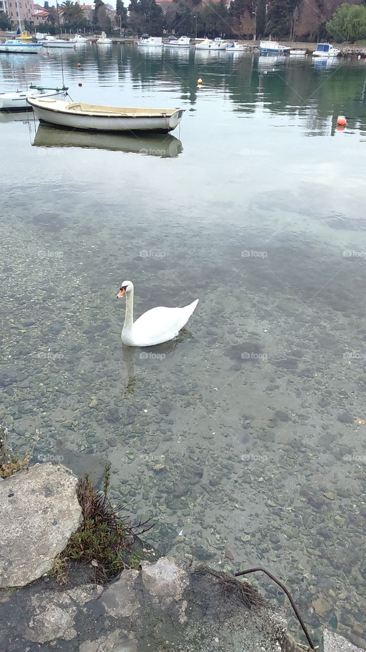 Become beautiful swan.