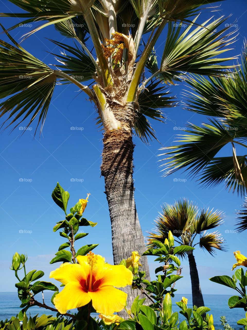 hibiscus and palm tree