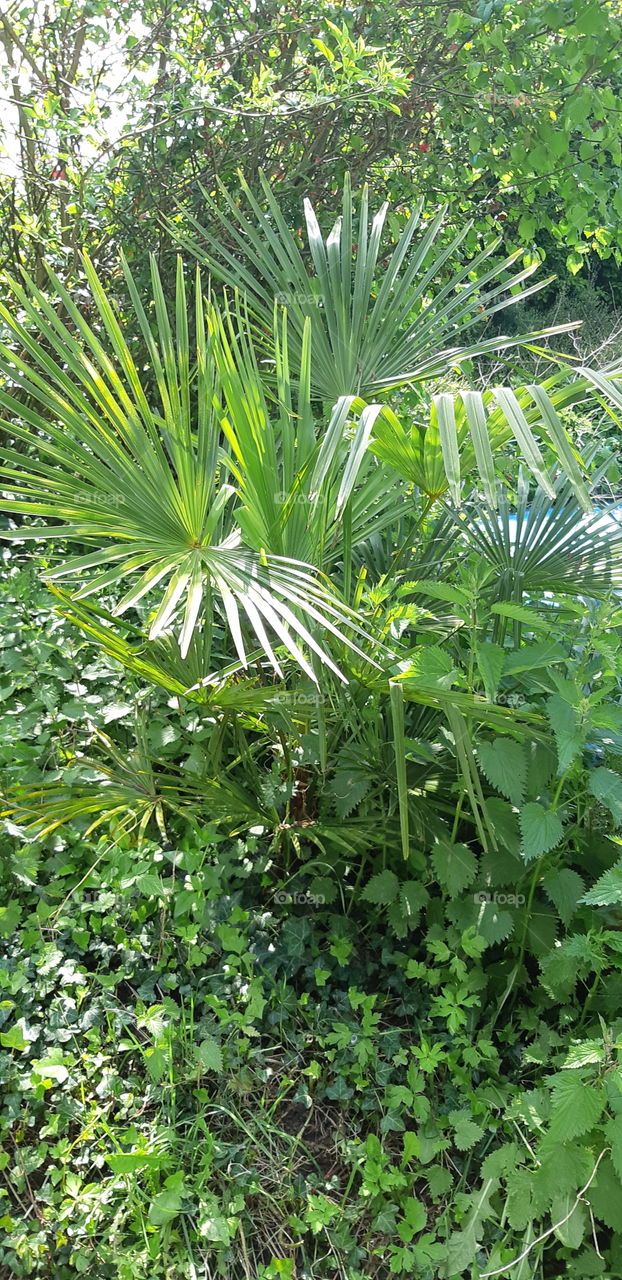Palm tree and nettles