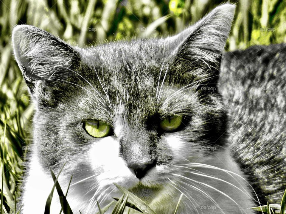 Cute little girl cat in the grass in Indiana 