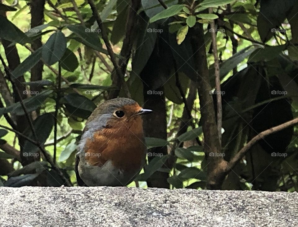 Robin on concrete wall