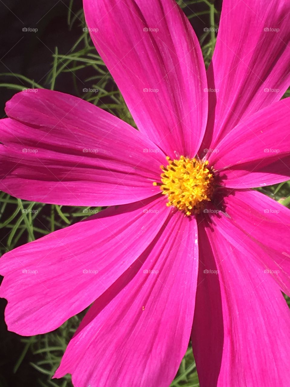 Pink Shasta daisy 