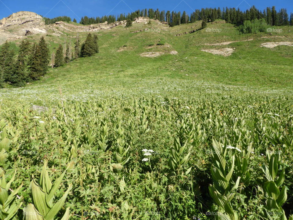 High elevation Green plant meadow