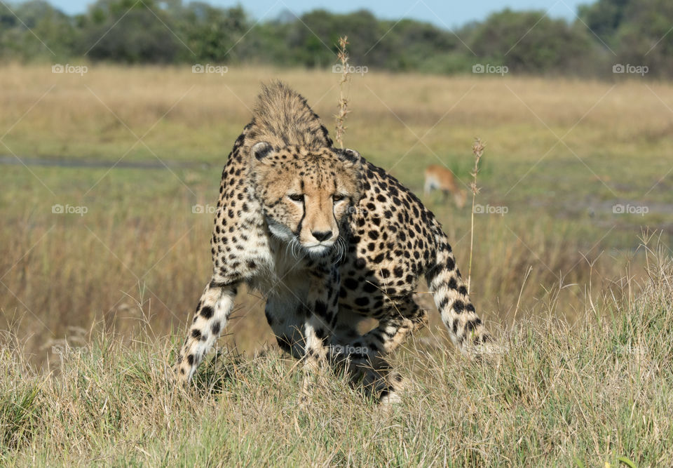 Cheetah stalking 