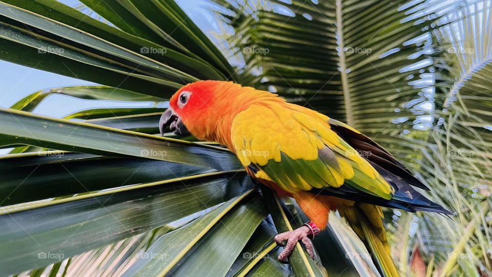 Birds and bee’s beauty 