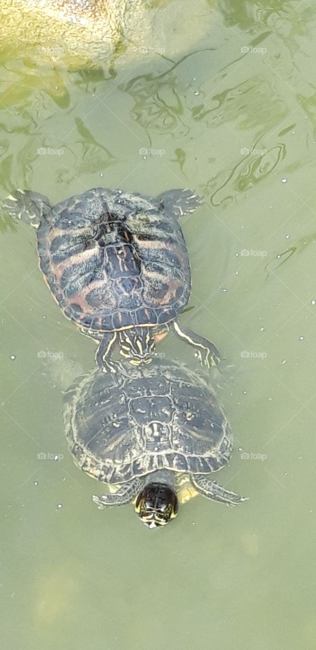 turtles in park Gulbenkian
