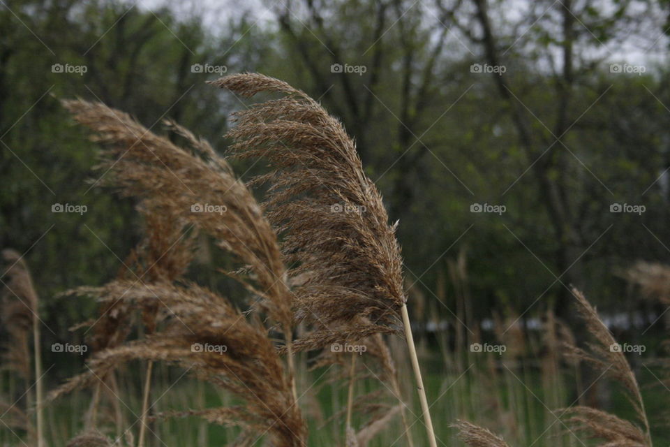 Wild Grass