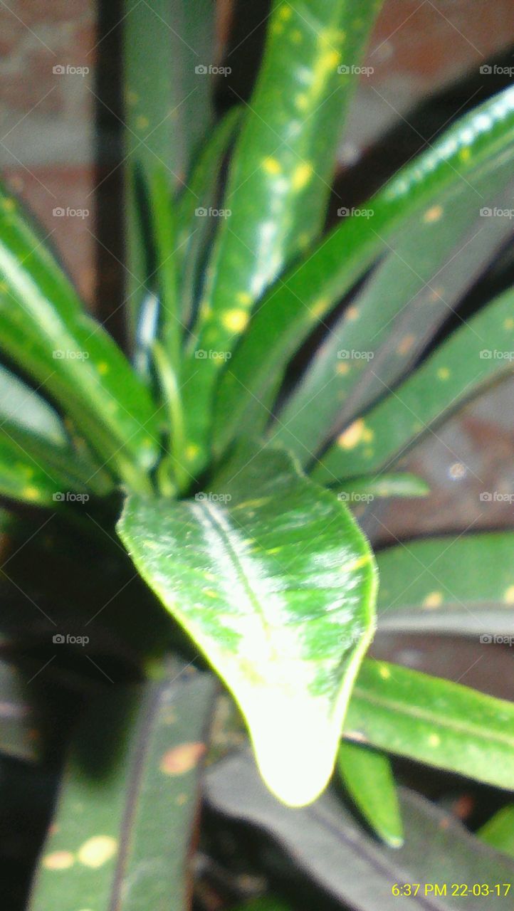 Focused leaf of green small plant captured during night with smartphone's flash light