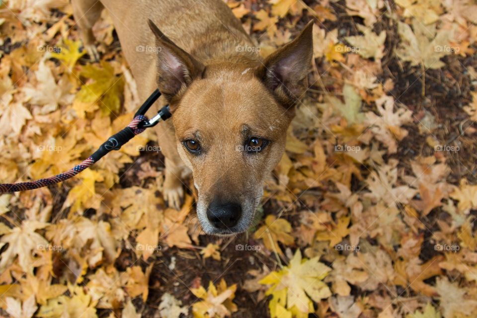 Dog in the fall 