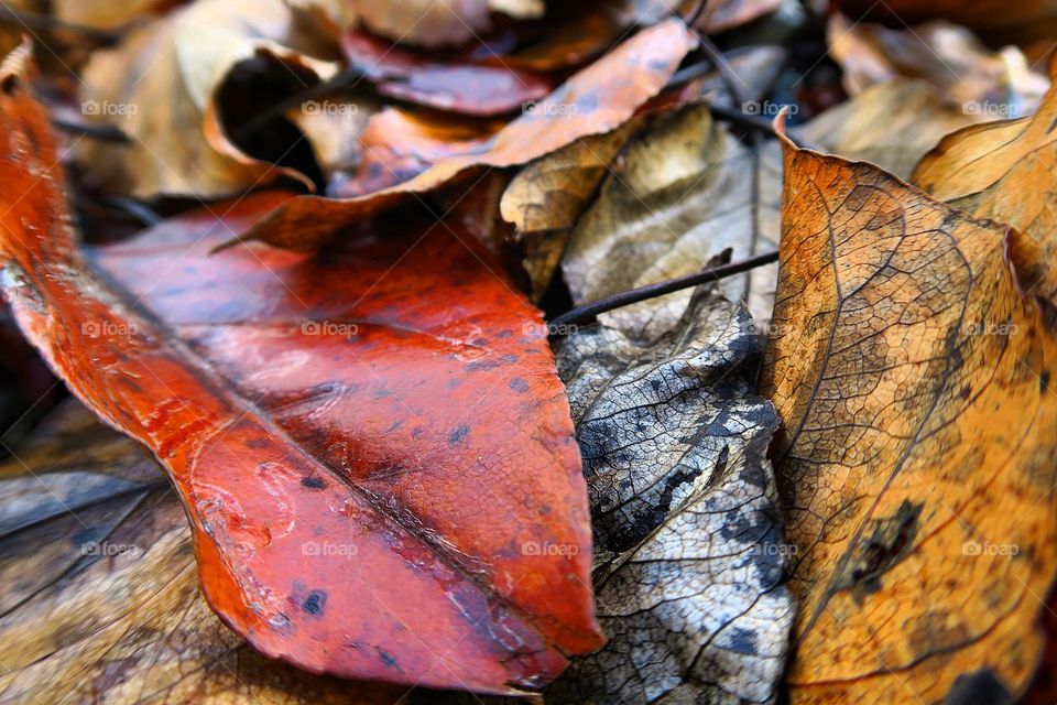 Fall leafs are colorful 