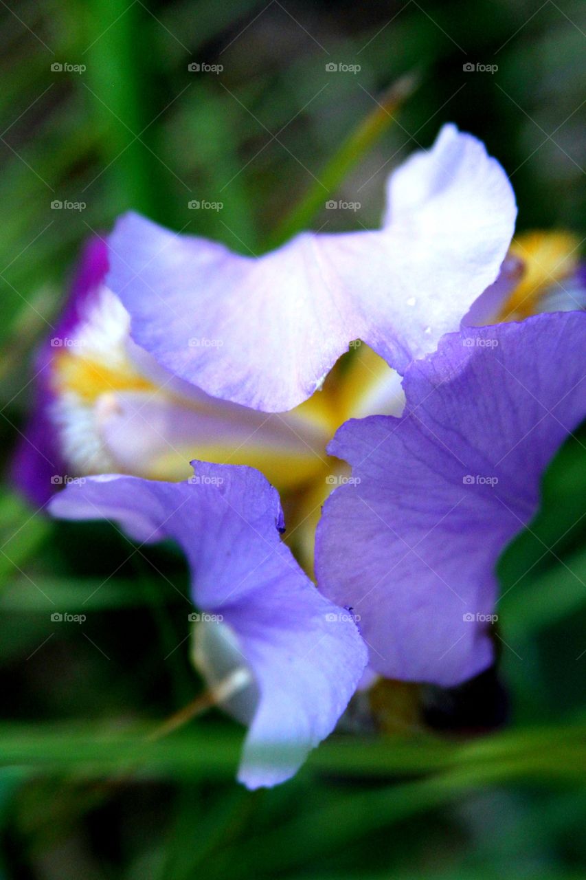 purple petals