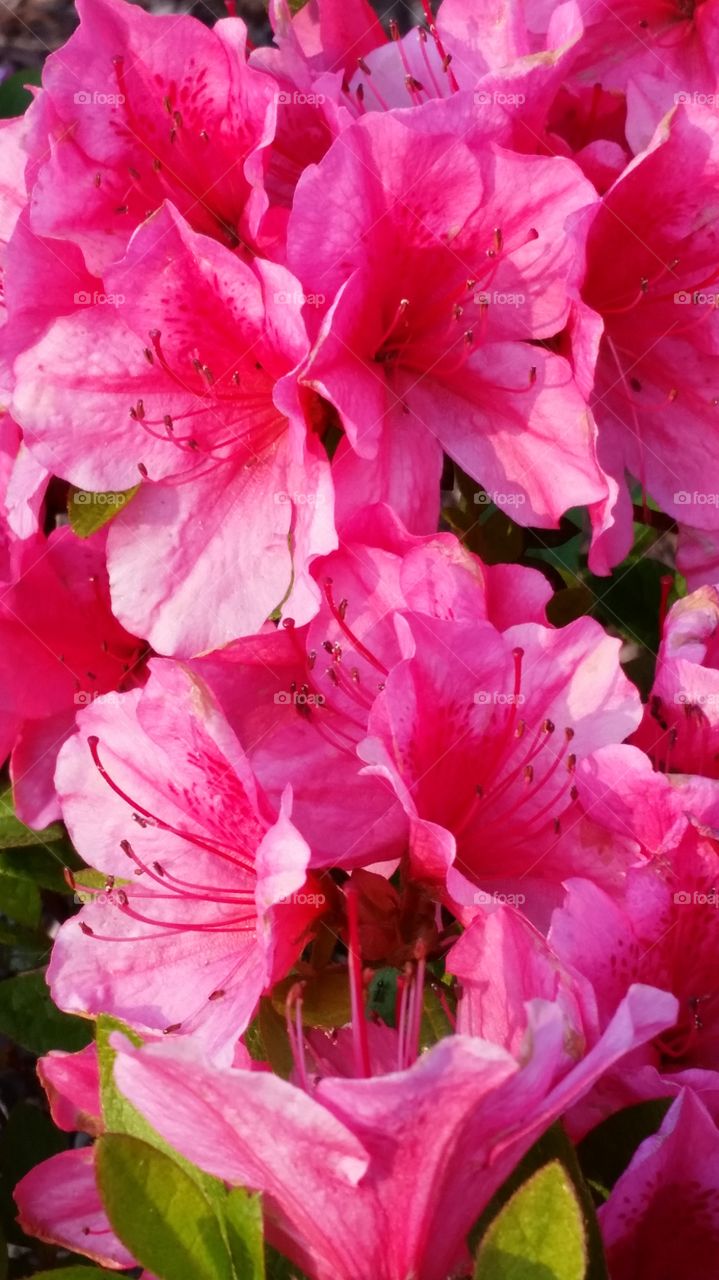 pink flowers. April showers Bring May Flowers