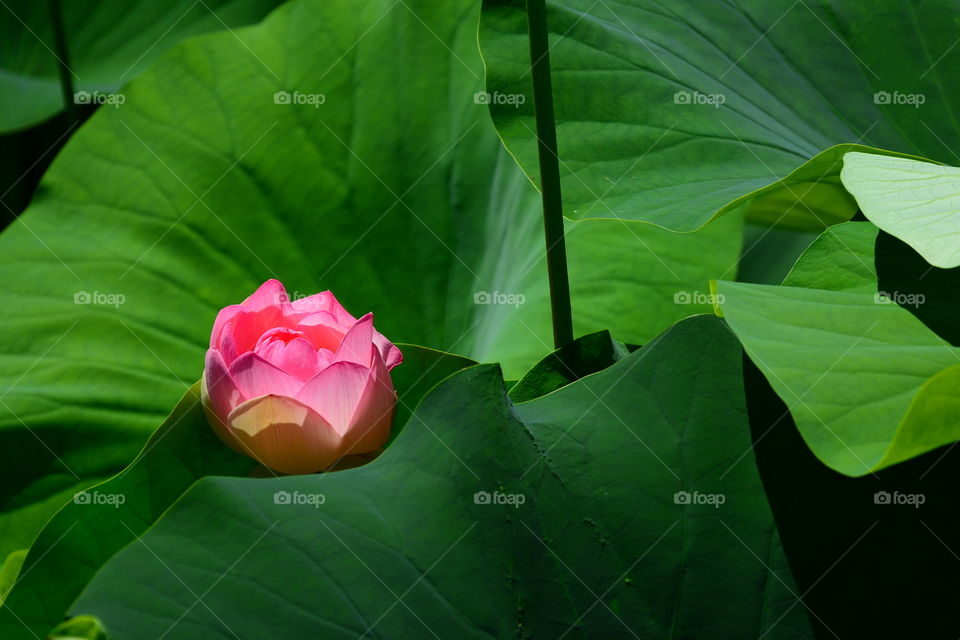 Young blooming lotus