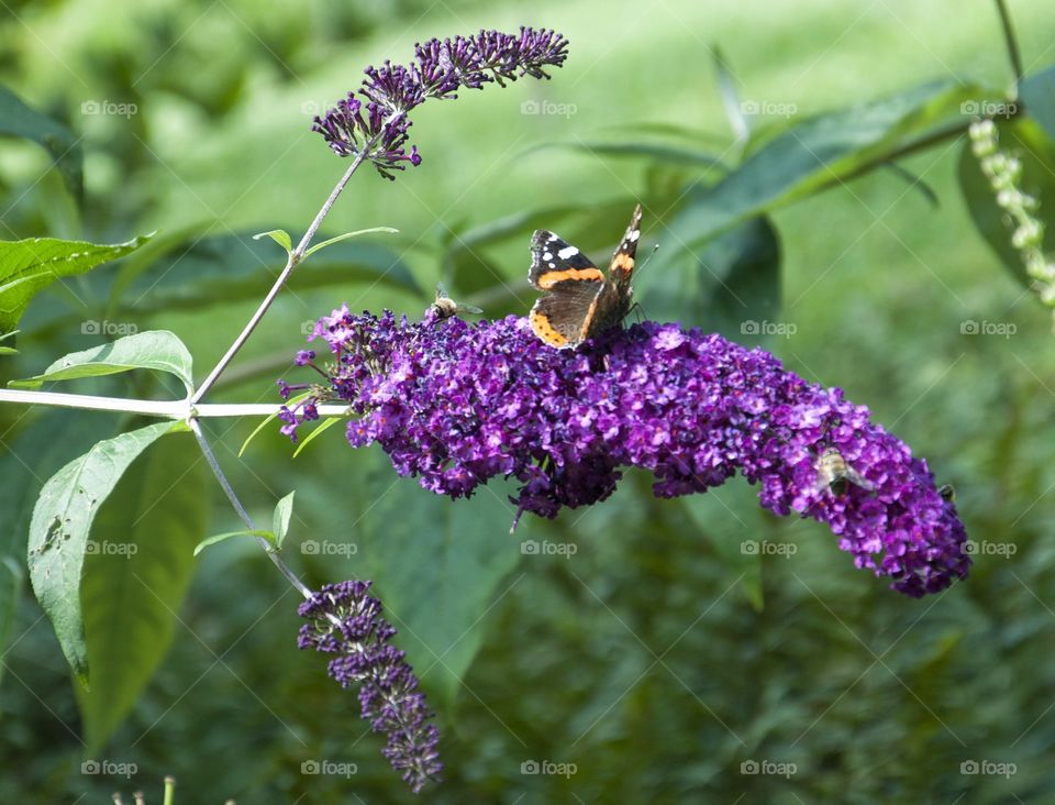 purple flower