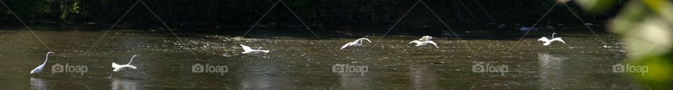 Egret in Flight