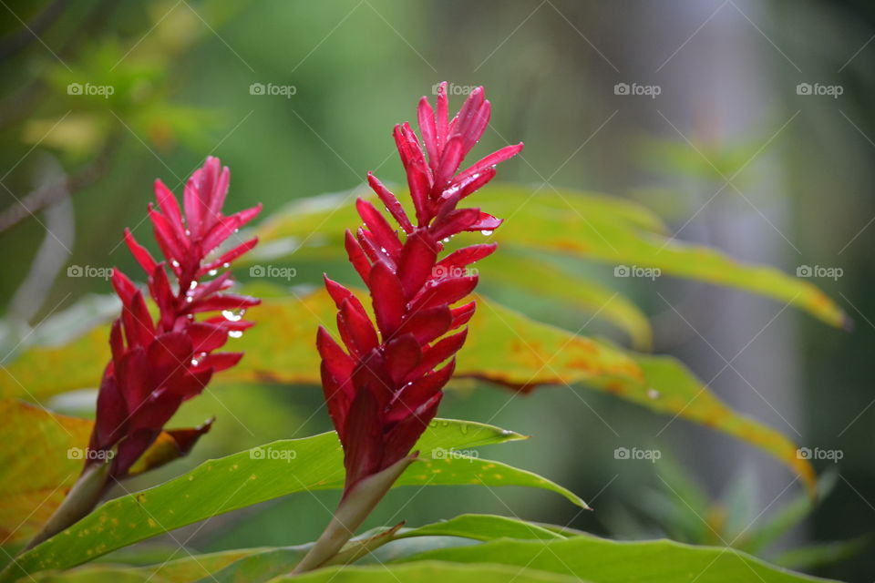Tropical Red Flower in Garden Puerto Rico