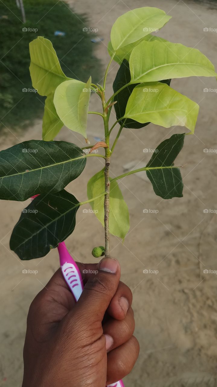 beautiful leaves