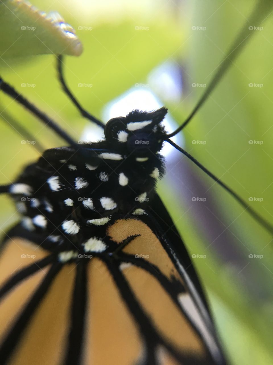 Monarch butterfly