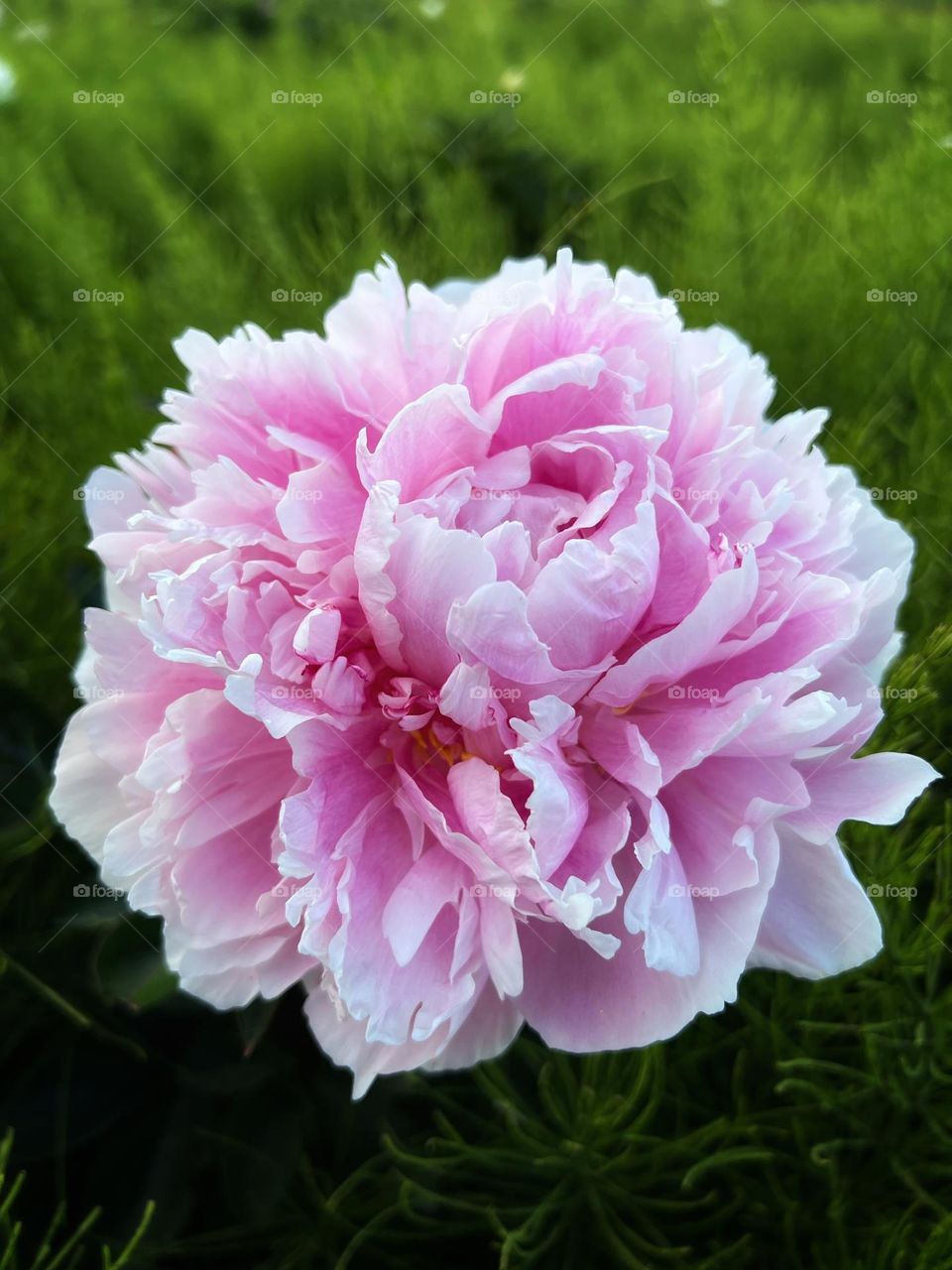 Peony