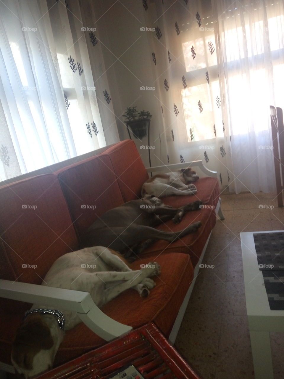 My sleeping dogs