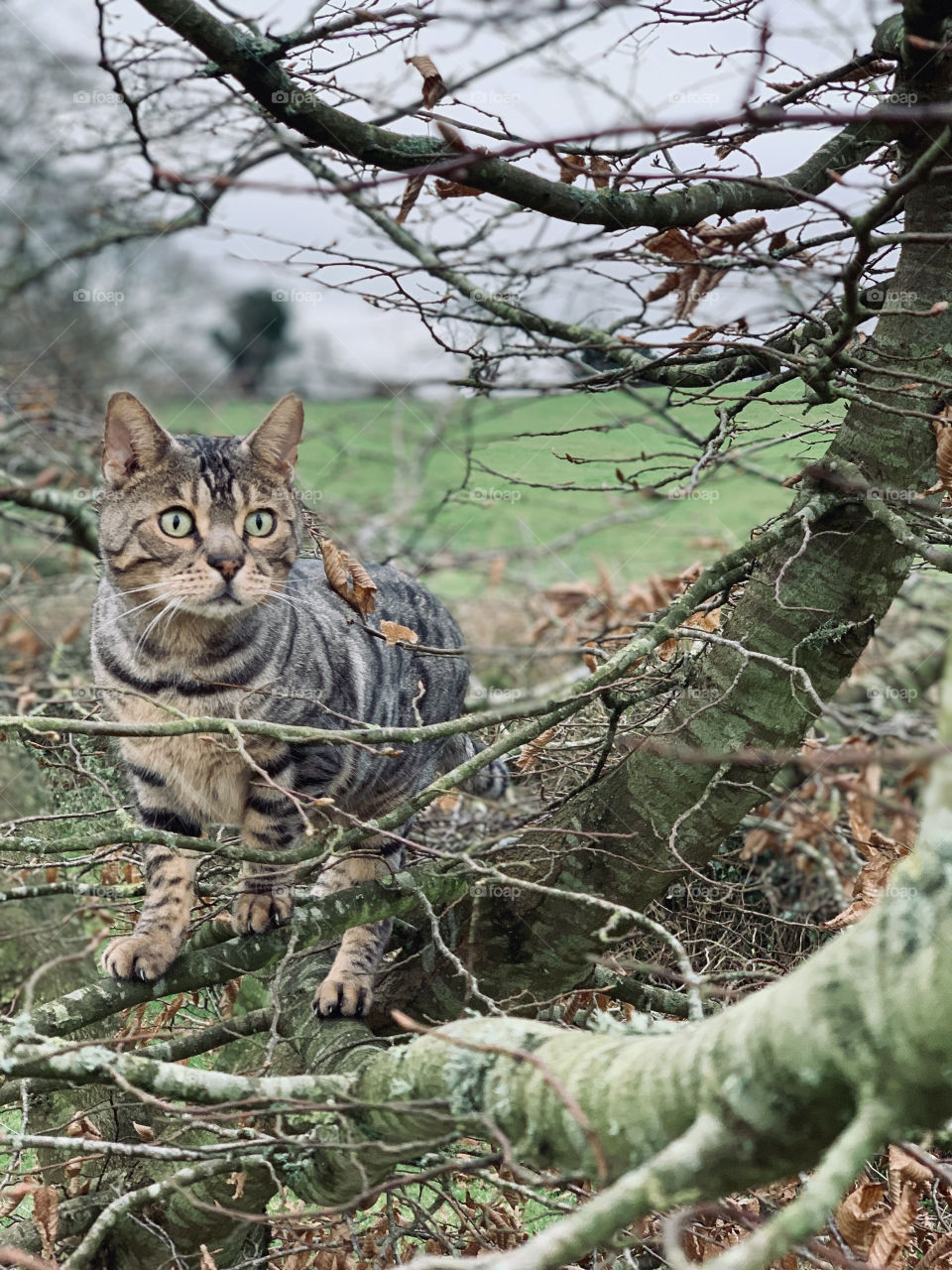 Our cat Raj taking me out for some fresh air in the countryside.