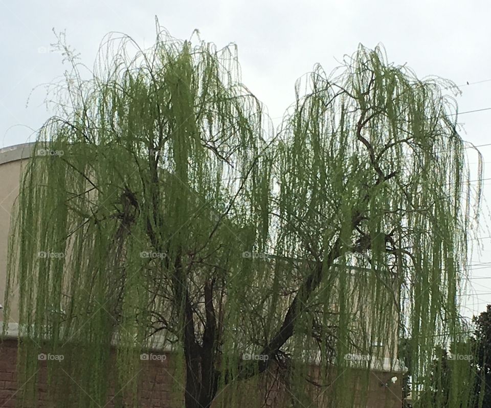 Willow tree with building