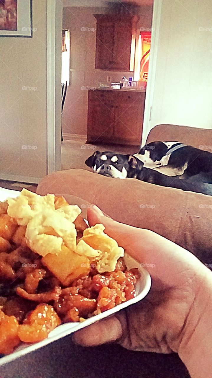 Chihuahua wanting chinese
