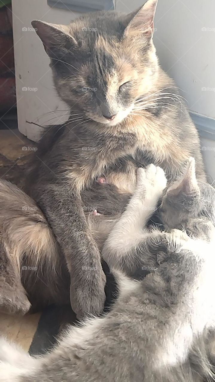 mother cat with its babies.