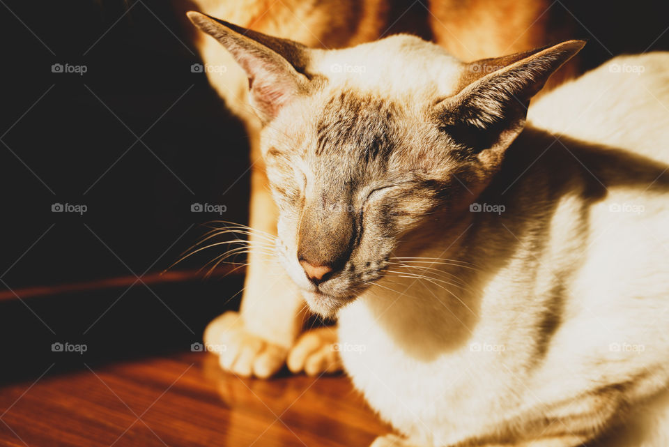 White sleeping cat