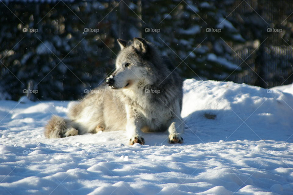 Relaxing Wolf