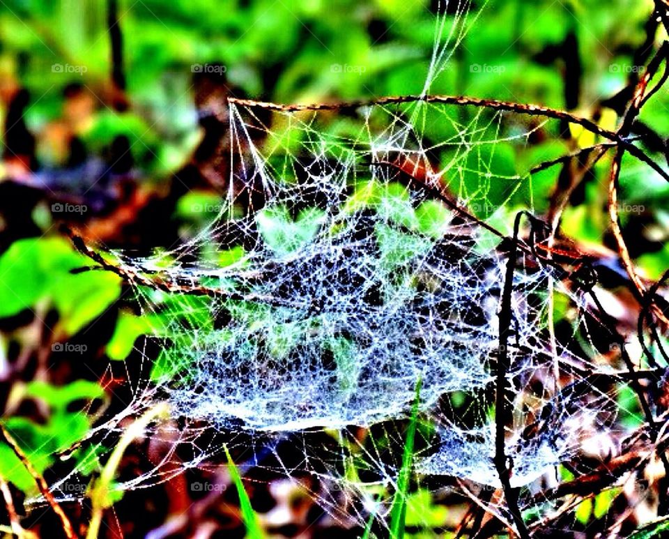 Spider web