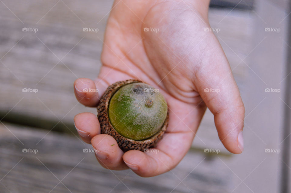 Child's hand holding acorn