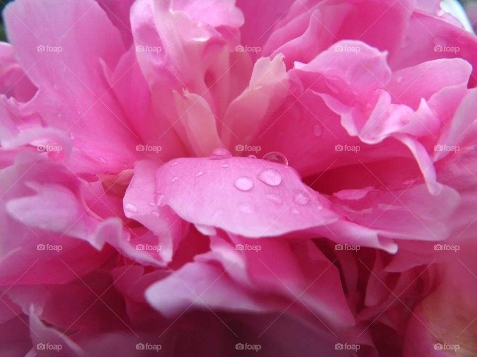 Pink flower with rain drops