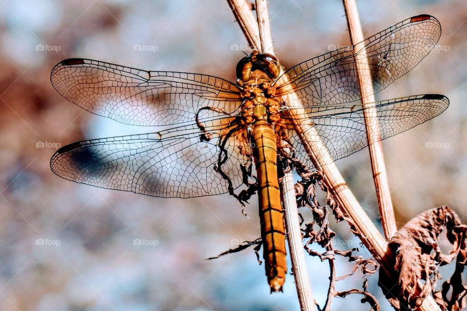 Brown dragonfly