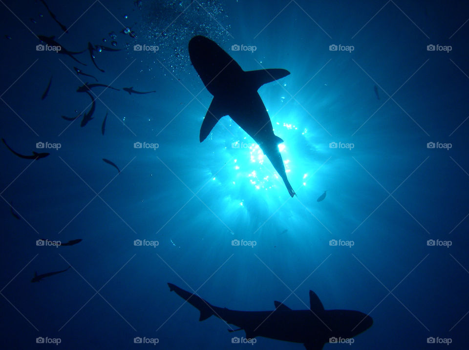 ocean blue sun fish by FrankTheDog