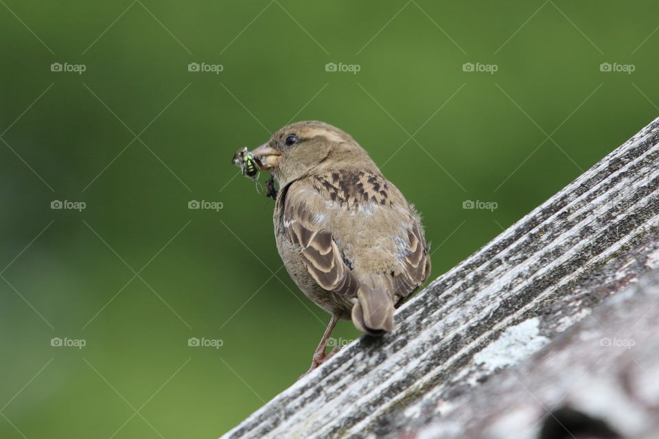 a small bird with a fly in beak